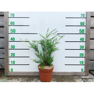 Cyprusovec leylandský (Cupressocyparis leylandii) - výška 30-50 cm, kont.C3L